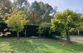 Élagage d'un arbre