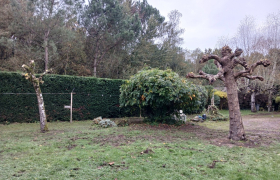 Élagage d'un arbre