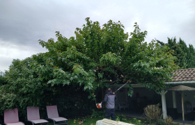 Élaguer un arbre